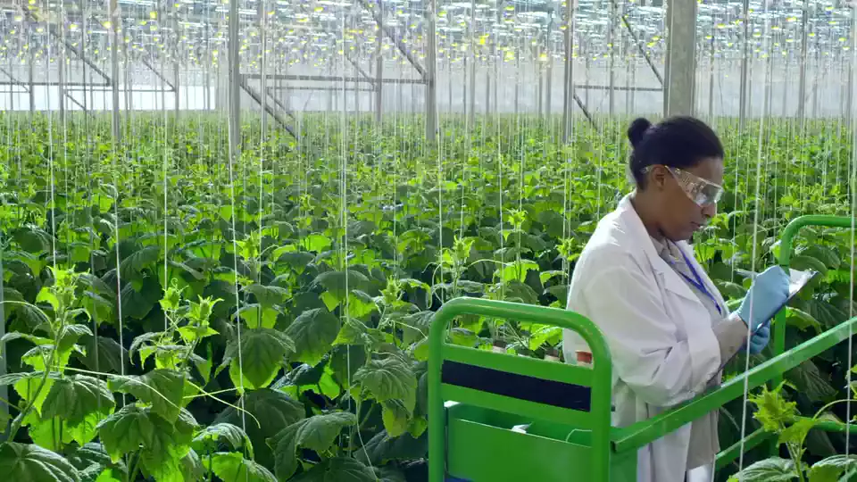 Agricultural advisor and farmer examining crop leaves
