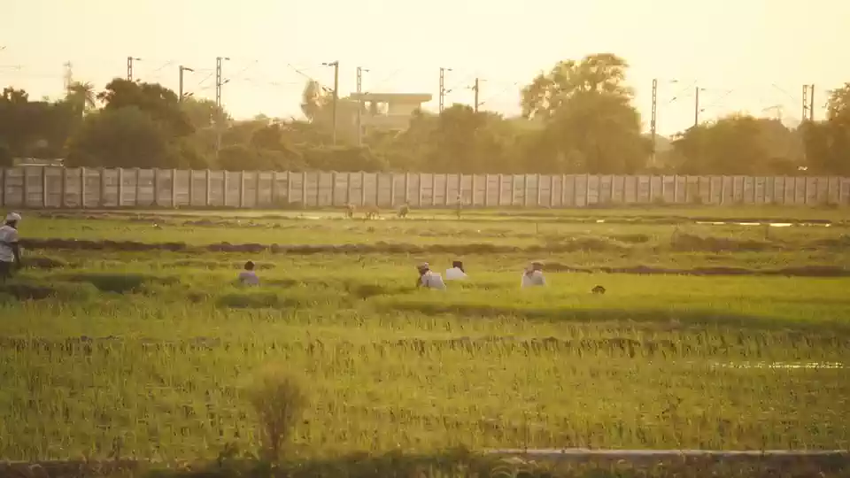 Responsible agricultural project using efficient irrigation