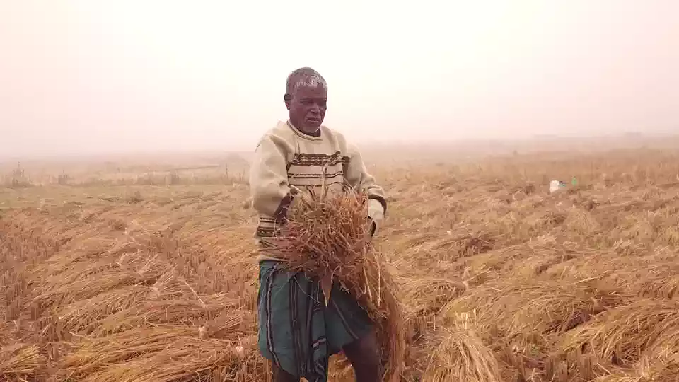 Farmer inspecting a healthy crop